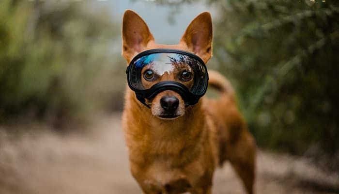 У собаки красные глаза – возможные причины и первая помощь животному.